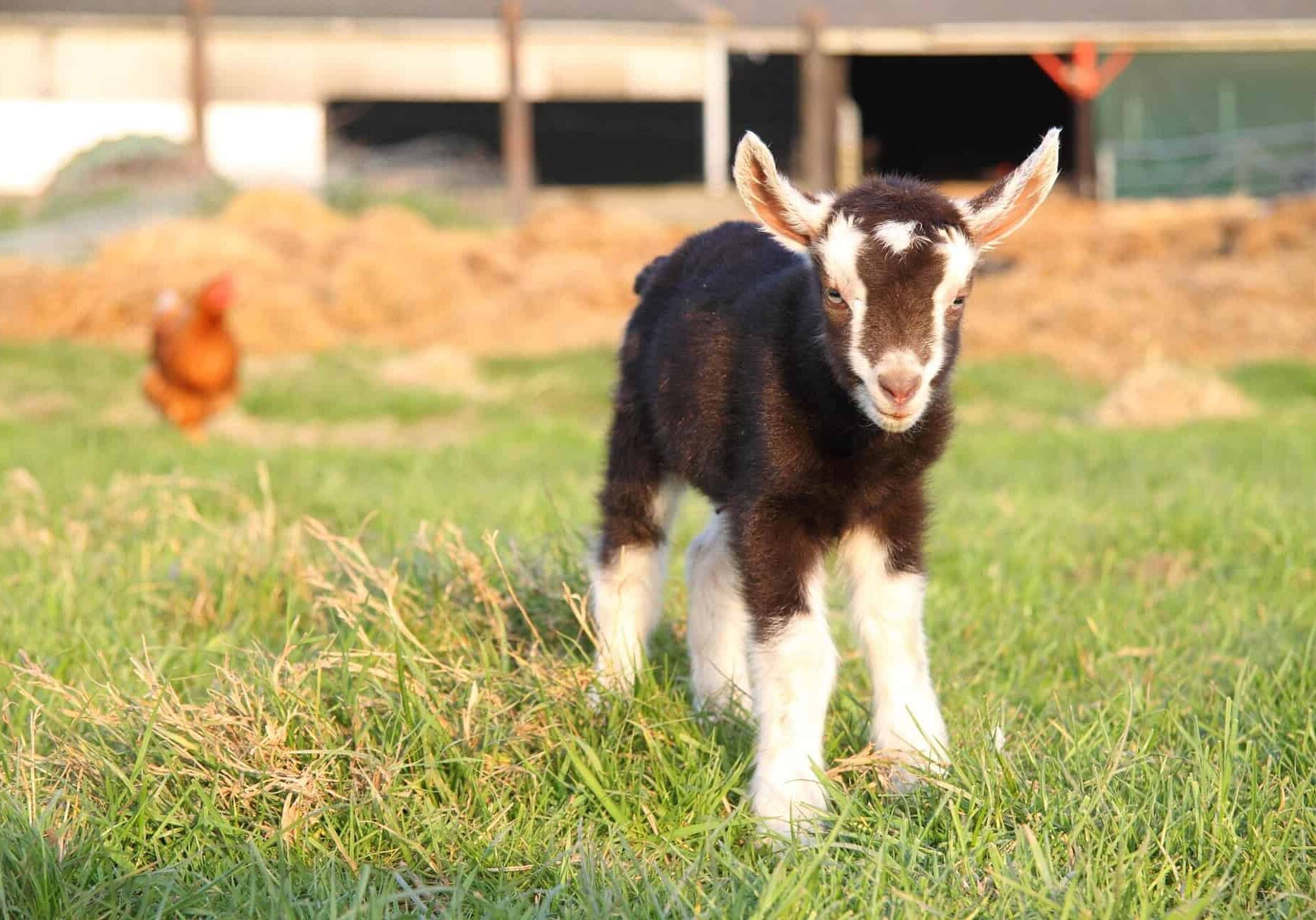 goat summer intensive 1